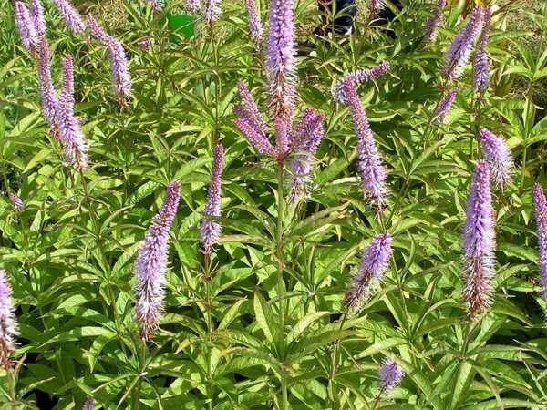 Veronicastrum sibiricum Red Arrows*