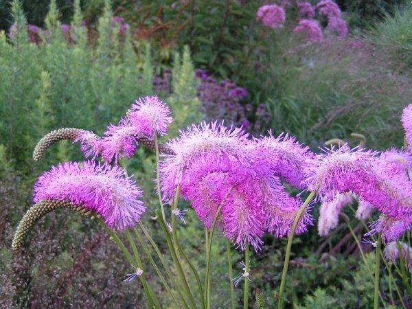 Sanguisorba Hakusanensis-Hybr. Pink Brushes**