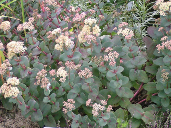 Sedum telephium subsp. ruprechtii Strawberries and Cream