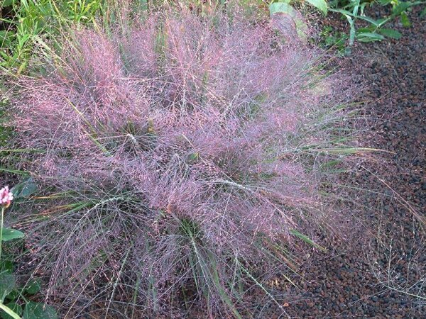 Eragrostis spectabilis Purpurflirren