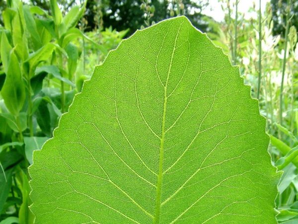 Silphium terebinthinaceum