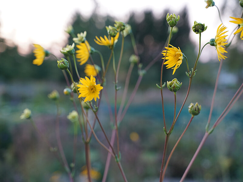 Silphium terebinthinaceum, 5,00