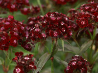 Dianthus barbatus var. nigrescens Sooty