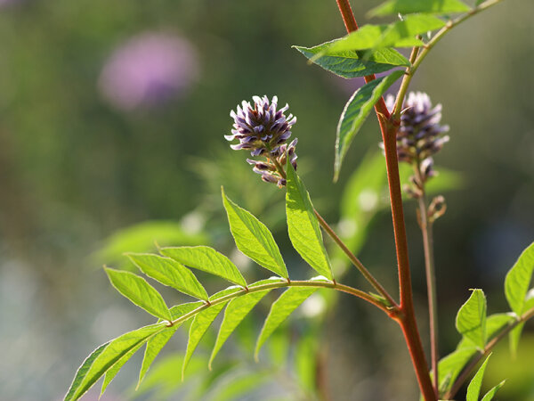 Glycyrrhiza yunnanensis P1