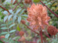 Glycyrrhiza yunnanensis