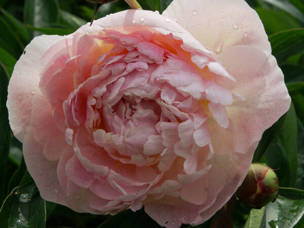 Paeonia lactiflora Sarah Bernhardt P1