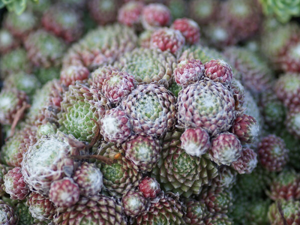 Sempervivum arachnoideum subsp. arachnoideum