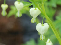 Dicentra spectabilis Alba