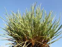 Festuca punctoria
