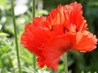 Papaver orientale Türkenlouis P1