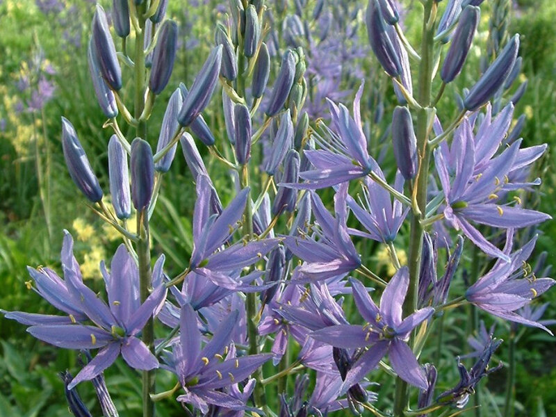 Camassia leichtlinii Caerulea