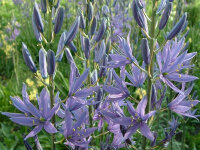 Camassia leichtlinii Caerulea