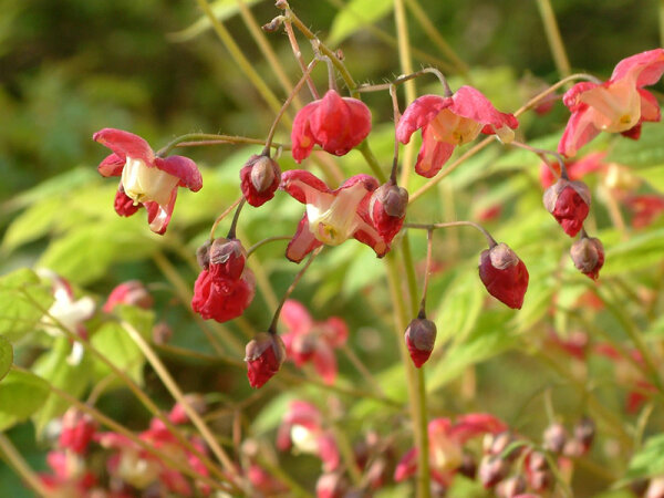 Epimedium x rubrum