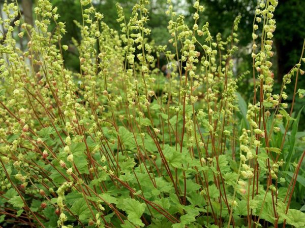 Tellima grandiflora Rubra