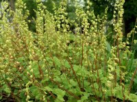 Tellima grandiflora Rubra