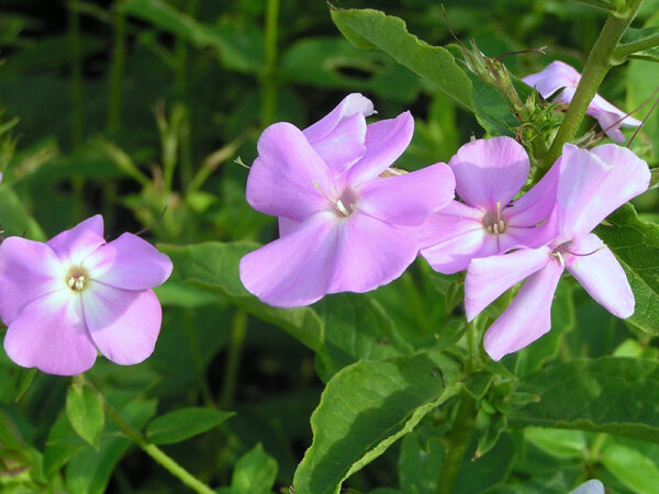 Phlox spec. Ashville 88