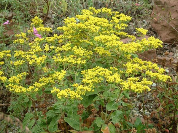 Eriogonum allenii Little Rascal