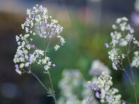 Thalictrum Elin