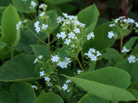 Brunnera macrophylla Betty Bowering