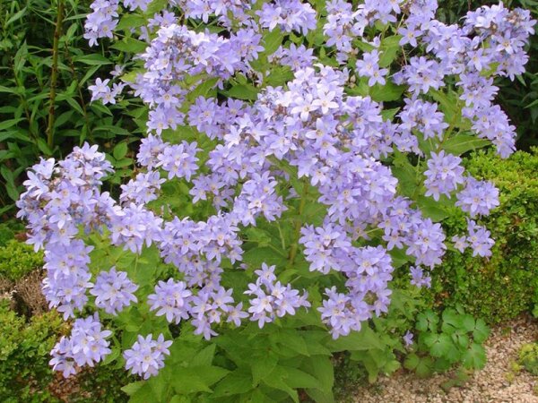 Campanula lactiflora Prichard`s Variety