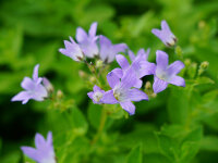 Campanula lactiflora Prichard`s Variety