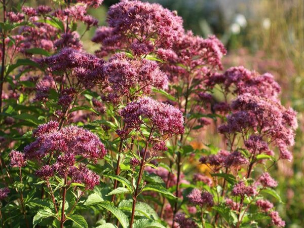Eupatorium (Eutrochium) maculatum Augustrubin P1