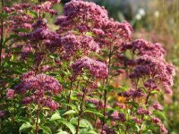 Eupatorium (Eutrochium) maculatum Augustrubin P1