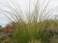 Muhlenbergia rigens