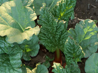 Rheum rhabarbarum