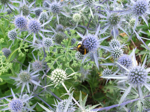 Eryngium bourgatii