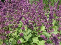 Salvia verticillata Purple Rain