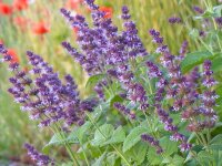 Salvia verticillata Purple Rain