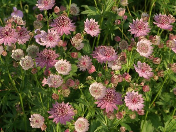 Astrantia major Roma®