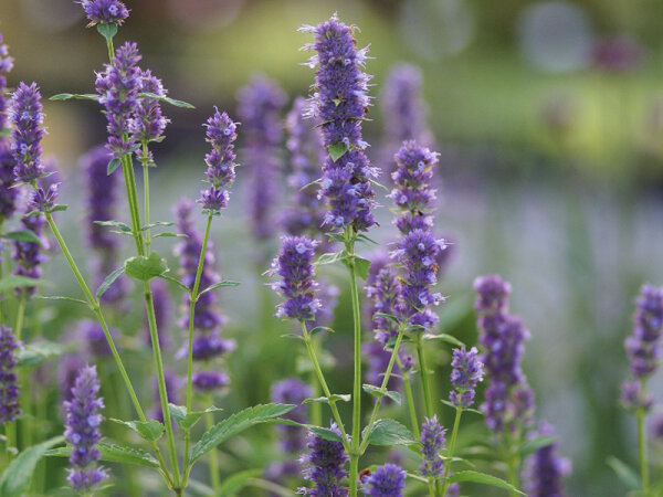 Agastache foeniculum