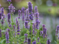 Agastache foeniculum