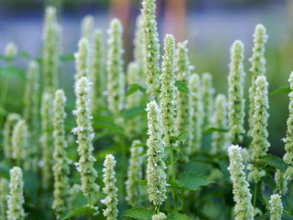 Agastache rugosa Alabaster