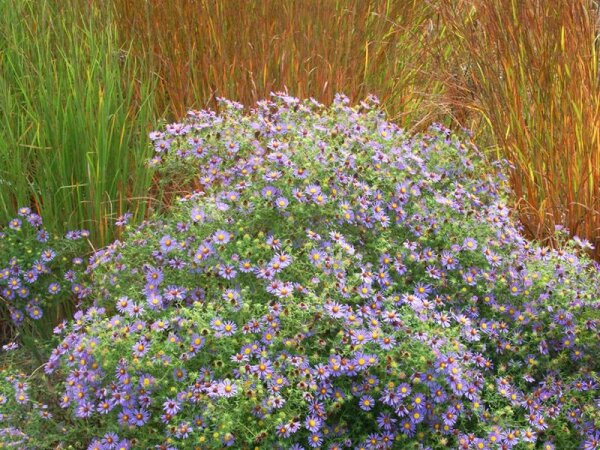 Aster (Symphyotrichum) oblongifolius Raydon`s Favorite