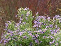 Aster (Symphyotrichum) oblongifolius Raydon`s Favorite