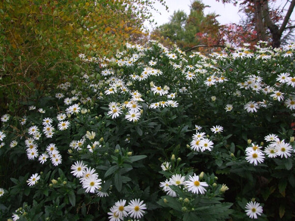 Aster ageratoides Ashvi