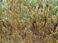 Koeleria glauca Lorsch