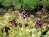 Aquilegia vulgaris William Guiness