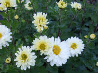Chrysanthemum (Indicum-Gruppe) Poesie