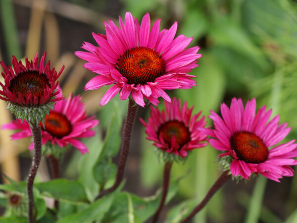 Echinacea purpurea Fatal Attraction` ®