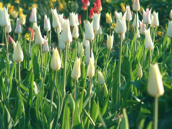 Tulipa WhiteTriumphator (5 Stk.)
