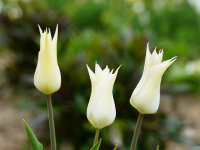 Tulipa WhiteTriumphator (5 Stk.)