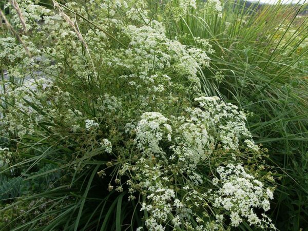 Pimpinella saxifraga