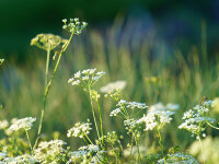 Pimpinella saxifraga