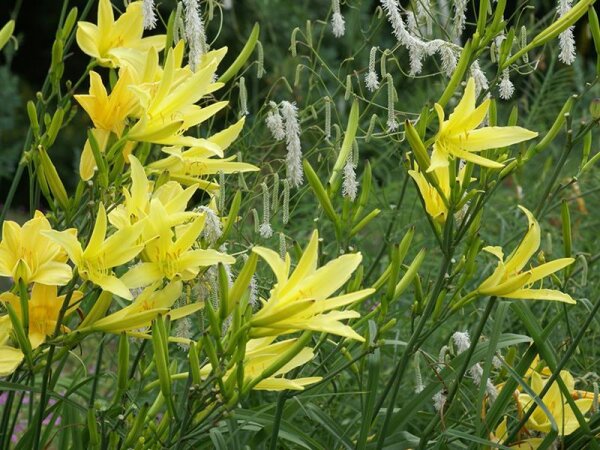 Hemerocallis citrina