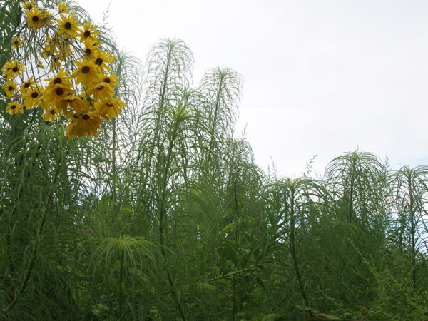 Helianthus salicifolius P1