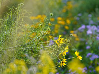 Helianthus salicifolius P1